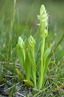 Spiranthes: Irish Lady's-tresses