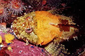 Lord: IRISH LORD fish