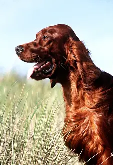 Irish: Irish / Red SETTER DOG - close-up of head, side view