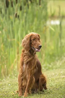 Setters: Irish / Red Setter dog outdoors