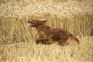 Setter: Irish / Red Setter dog outdoors