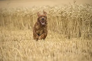 Setter: Irish / Red Setter dog outdoors