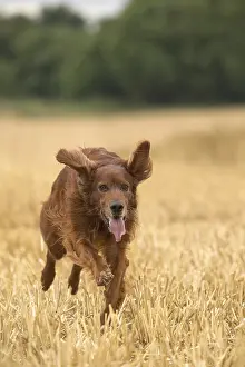 Setter: Irish / Red Setter dog outdoors