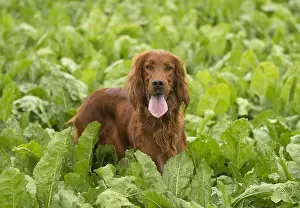 Setter: Irish / Red Setter dog outdoors