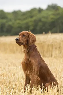 Setter: Irish / Red Setter dog outdoors