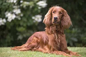 Setter: Irish / Red Setter dog outdoors