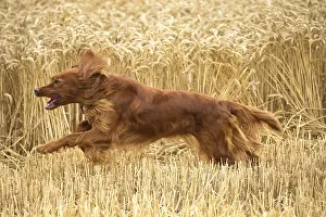 Setter: Irish / Red Setter dog outdoors