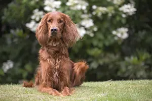 Setter: Irish / Red Setter dog outdoors