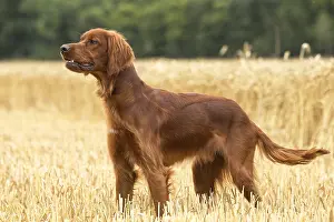 Setter: Irish / Red Setter dog outdoors