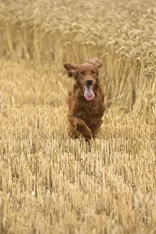 Setter: Irish / Red Setter dog outdoors
