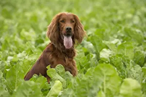 Setter: Irish / Red Setter dog outdoors