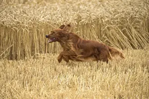 Setter: Irish / Red Setter dog outdoors
