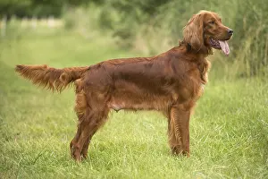 Setter: Irish / Red Setter dog outdoors