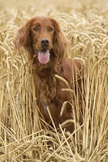 Setter: Irish / Red Setter dog outdoors