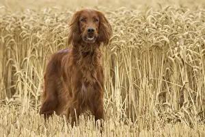 Setter: Irish / Red Setter dog outdoors