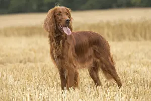 Setter: Irish / Red Setter dog outdoors