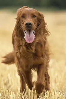 Setter: Irish / Red Setter dog outdoors