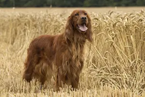 Setter: Irish / Red Setter dog outdoors