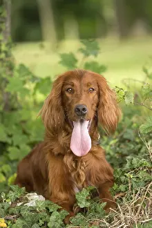 Setter: Irish / Red Setter dog outdoors