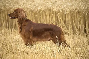 Setter: Irish / Red Setter dog outdoors