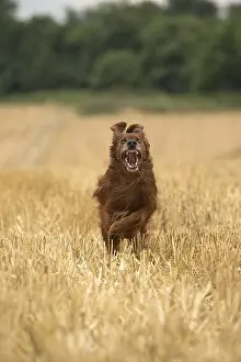 Setter: Irish / Red Setter dog outdoors