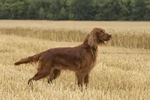 Setter: Irish / Red Setter dog outdoors