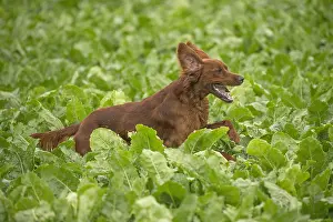 Setter: Irish / Red Setter dog outdoors
