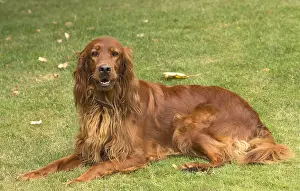 Setter: Irish / Red Setter dog outdoors