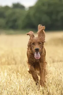 Setter: Irish / Red Setter dog outdoors