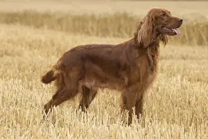 Setter: Irish / Red Setter dog outdoors