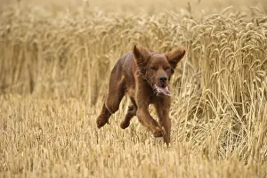 Setter: Irish / Red Setter dog outdoors