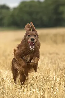 Setter: Irish / Red Setter dog outdoors