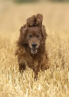 Setter: Irish / Red Setter dog outdoors