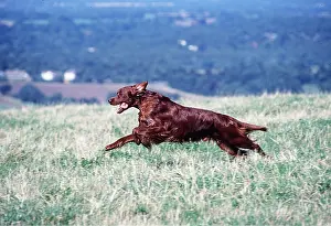 Irish: Irish / Red SETTER DOG - running through field
