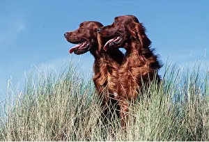 Temperature: Irish / Red SETTER DOGS - x two, side view