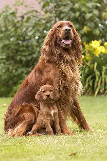 Setters: Irish / Red Setter mother dog and puppy outdoors