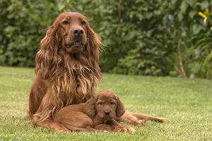 Setter: Irish / Red Setter mother dog and puppy outdoors