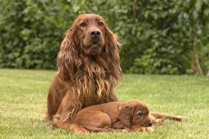 Setter: Irish / Red Setter mother dog and puppy outdoors