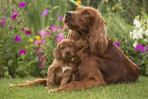 Setter: Irish / Red Setter mother dog and puppy outdoors