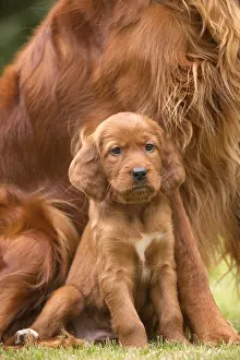 Setter: Irish / Red Setter mother dog and puppy outdoors