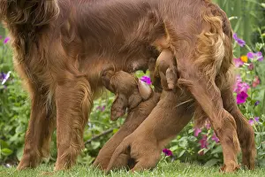 Setter: Irish / Red Setter mother dog suckling puppies outdoors