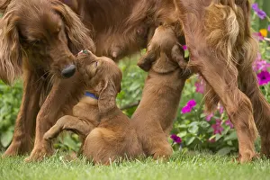 Setter: Irish / Red Setter mother dog suckling puppies outdoors