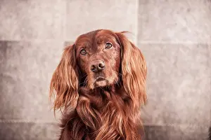 Gaze: Irish Red Setter, portrait