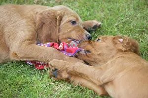 Tugging: Irish / Red Setter - puppies playing / fighting