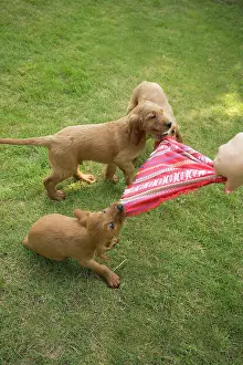 Tugging: Irish / Red Setter - puppies playing - tugging on scarf