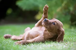 Submissive: Irish / Red Setter - puppy lying on back in garden