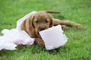 Roll: Irish / Red Setter - puppy playing with toilet roll