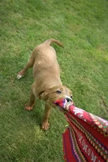 Tugging: Irish / Red Setter - puppy playing - tugging on scarf