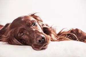Pillow: Irish Red Setter relaxing on a pillow