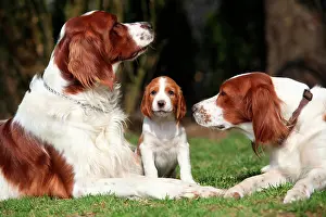 Setter: Irish Red and White Setter, dog family, Austria